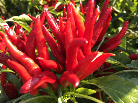 今の時期だけ！　農家自慢の生の赤唐辛子　採れたて新鮮　150g以上お入れしてお届けいたします。