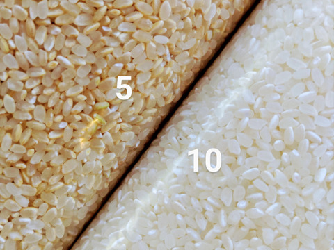 【5分づき精米4kg（2kg×2袋）】米・穀類🥇１位受賞✨食べチョクAW2023・一等米【特別栽培コシヒカリ】【80】有機質肥料のみ動物性堆肥不使用・低農薬（80％以上減）【令和６年産】