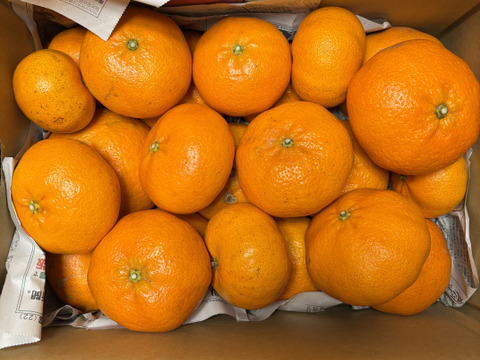 プリプリ＆シャキシャキ食感！甘平　5ｋｇ