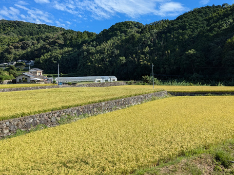 農薬化学肥料未使用玄米ヒノヒカリ