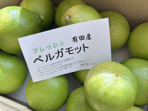 ベルガモット　１．８ｋｇ入り