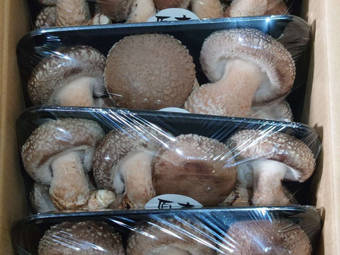 原木栽培 肉厚生しいたけ特秀品 800g以上 クール便　原木椎茸