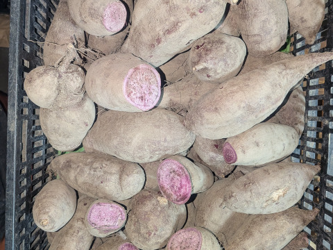 【訳あり】鮮やかな紫色　紫芋　4kg以上　（あやむらさき）