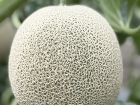 【今週限定】ラブコールメロンは1年で1週ほど！1粒のタネから1玉だけ大切に育てました！ちぎりたてでも甘さに驚くラブコールメロン1玉入り(2.3kg～3kg)