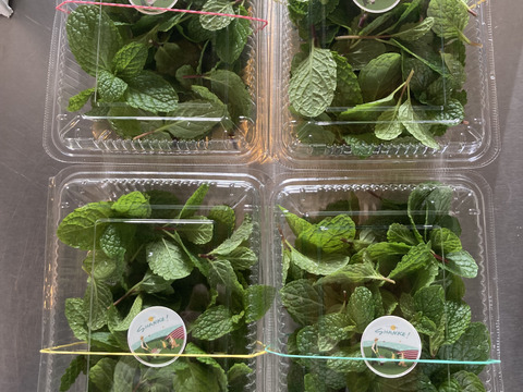 富山県産 ペパーミント フレッシュ 約100g