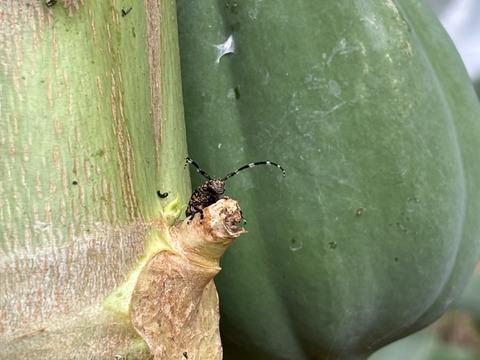 酵素たっぷりヘルシー　青パパイヤ1.5kg (2~3個)