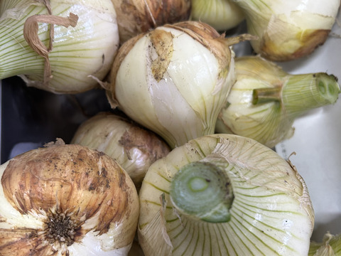 とれたて新玉ねぎ　5kg