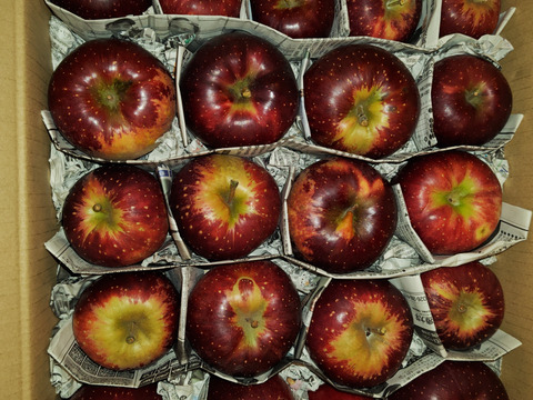 数量限定！訳アリ規格外！信州麻績村産の秋映5kg