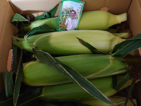 【予約販売】フルーツ以上の糖度を誇るトウモロコシ