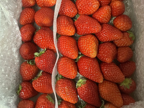 春SALE!!トクトク🍓いちごの宝石箱
朝摘み完熟酵素栽培のこだわりいちご
【いちご食べ比べ】３種食べ比べ！