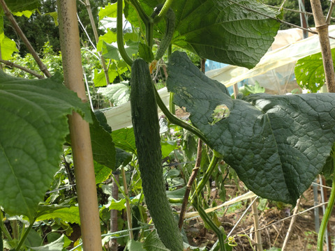 【単品】きゅうりとなすのセット🥒🍆5本ずつ☆ キュウリと茄子🥒🍆☆ きゅうりとナス☆キュウリとなすび☆採れたてをその日のうちに発送いたします☆