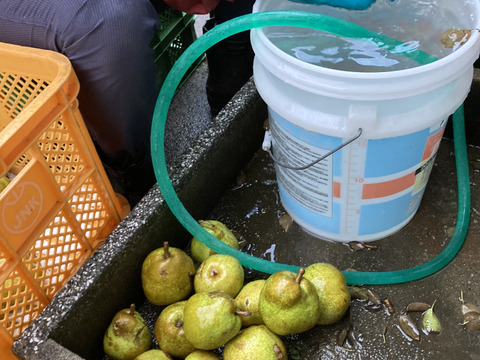 収穫直前に強風で落下！　超訳ありラフランス　3キロ満杯詰め　助けてください！