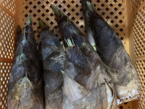 【和歌山産】天然たけのこ 孟宗筍 2.5kg以上 朝採り 当日発送 翌日お届け 肥料・農薬不使用