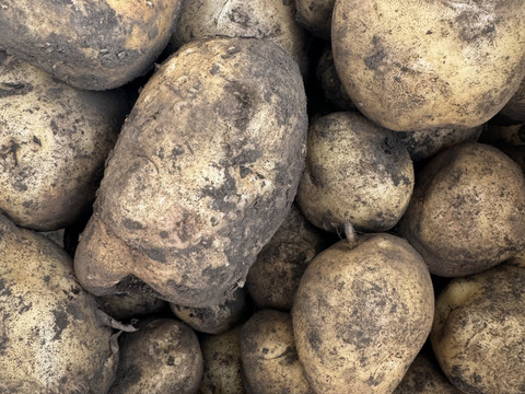 【福袋2025】農薬・化学肥料不使用 新じゃが キタアカリ　箱いっぱいにお入れしてお届けいたします。7月上旬からご予約順に順次収穫して発送致します