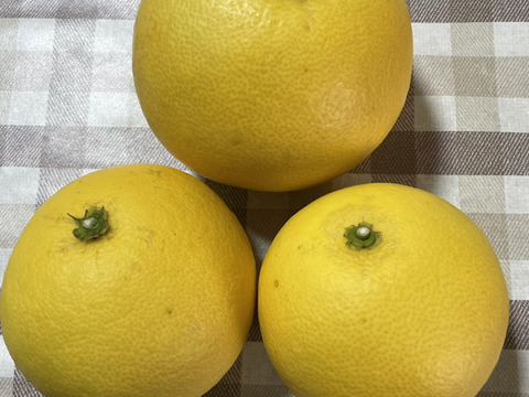 ピールも作れる！スッキリ爽やか文旦（4kg）