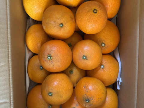 まどんな『ゼリーのようなプルプル食感』（家庭用 5kg）媛果まどんな
