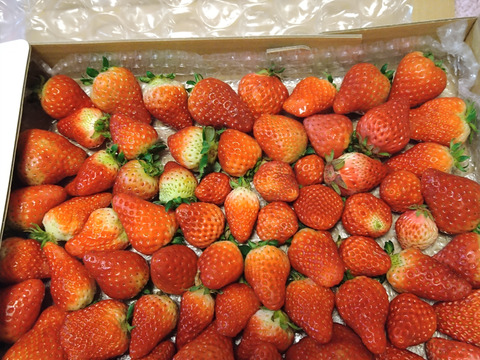 生の風味をお届け。気にしない方限定🍓バラ詰苺BOX（約1000g）大きさ形が不揃いです