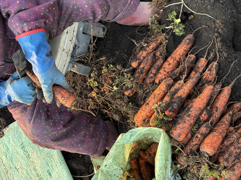 青森県産有機人参SSサイズ3kg【有機JAS認証】【自然農法認証】