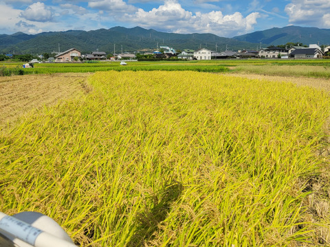 令和7年！農薬不使用新米！
コシヒカリ10㎏