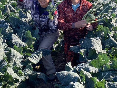 石井食品おまけ付　大人気！カットブロッコリー3.5kg+