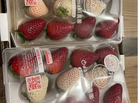 お祝いに！紅白いちご『古都華&天使のいちご®』特別栽培農産物　2パック1箱（熨斗付）朝採り！農薬削減栽培！