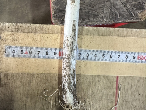 細め！の深谷ネギ泥付きギッシリ　4ｋｇオーバー＼(^o^)／