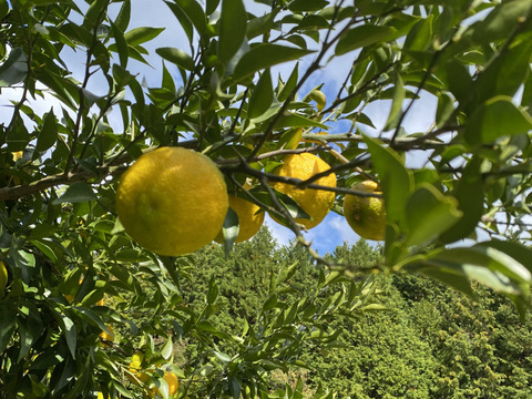 自然栽培【山の柚子】完熟は絶品！濃厚な香り　温まる　（数量限定）