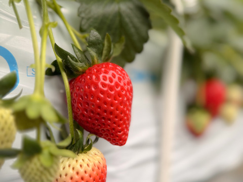 【予約販売】厳選あまりん　12粒　（贈答用箱入り）