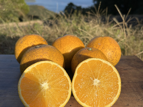 【お試し】天草の宝石箱！栽培期間中農薬不使用 5種の柑橘セット　箱込み1.5kg　（河内晩柑、紅河内晩柑、ゆず、ネーブルオレンジ、スイートスプリング）