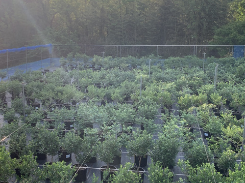 ”ベリーさん”の完熟ブルーベリー品種ミックス 500g（125g×4パック）【生食用】