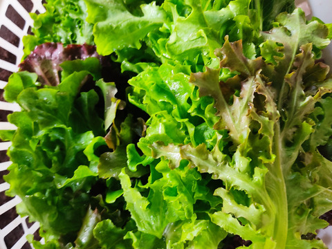 ✨【福袋】レアベジ・カボチャ含むお野菜セット（農薬・化成肥料不使用）おまけ付✨