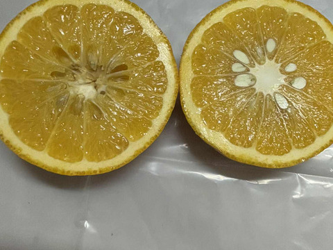 自然栽培♪  酸っぱい夏みかん3kg11～13玉