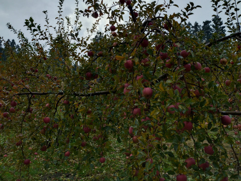 まさにTheりんごの味！葉取らずふじ食べやすい中小玉3kg箱