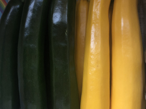 緑、黄色ズッキーニ！1.8キロ