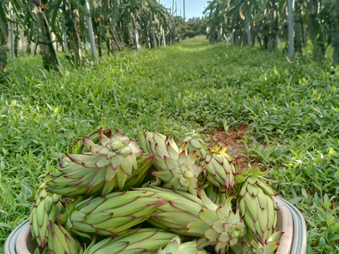 ドラゴンフルーツの蕾　2kg