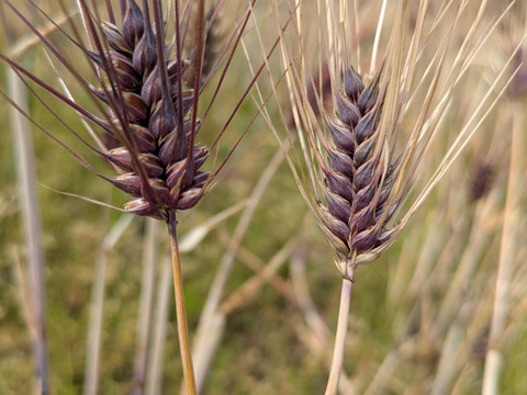 【R7ダイシモチ麦】栄養と健康維持に！免疫力アップにポリフェノールや食物繊維　プチプチ食感が咀嚼回数を上げる！自家製麦茶やお菓子作りに活用も♪　300 ｇ×2パック　【ポスト投函・平袋】自然栽培