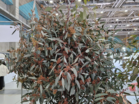 かわいいユーカリ(実付きポポラス)　100cm×3本