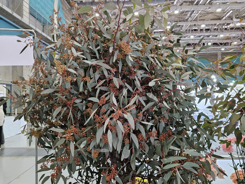 かわいいユーカリ(実付きポポラス)　100cm×3本