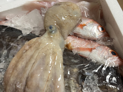９月スタート！【最大１ヶ月待ちになります🙇】🐟未利用魚🐟️訳ありを安くお得に！漁師の分け前セット３㎏程度