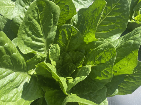 【淡路島より春をお届け】春のサラダセット