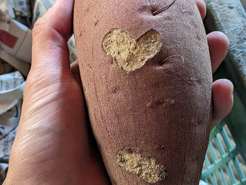 熟成！あまーいサツマイモ約4.8ｋｇ