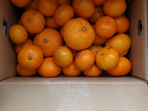 【訳ありだけど美味しさそのまま】愛媛みかん 3.5kg 愛媛県川上産