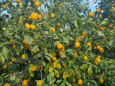 小粒な日だまりレモン娘(栽培期間中農薬不使用・有機肥料・ノーワックス防腐剤)(10個入り)