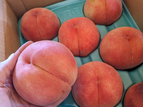 採れたて発送！小布施町のみずみずしい桃【なつっこ】自家用3キロ