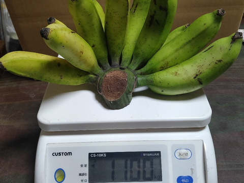 沖縄産　島バナナ　1.1ｋｇ