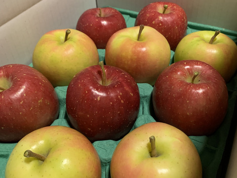 食欲の秋🍁青森りんご食べ比べセット🍎🍏