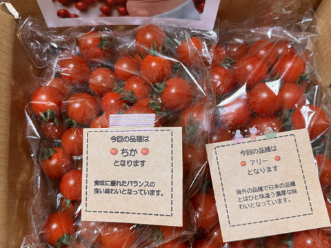 笑顔引き出す！みにとまとの食べ比べ 1.5kg