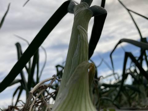 火の通りが早い　有機JASたまねぎ10kg