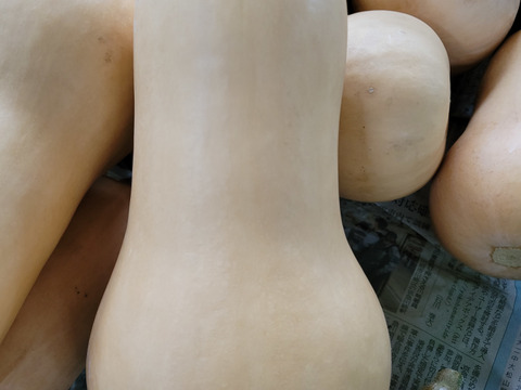 夏期限定　バターナッツかぼちゃは今だけ　箱にぎっしり野菜セット！