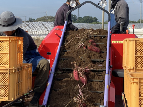 欲しかった❣️チビッコさつまいも🍠(紅はるか栗かぐや3kg)食べくらべ